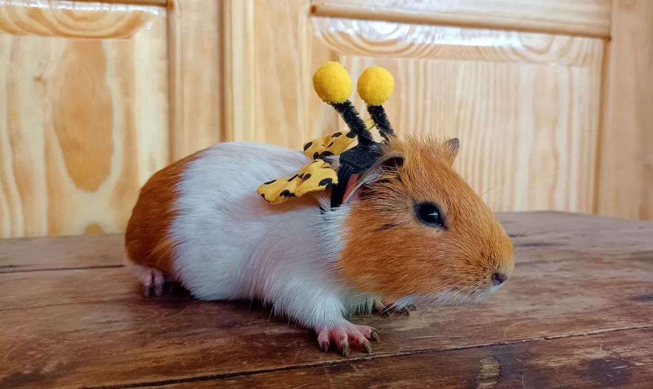 Porquinho da índia macho  - Foto 2