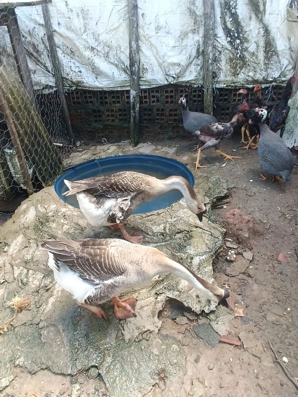 Casal de ganso - Foto 2