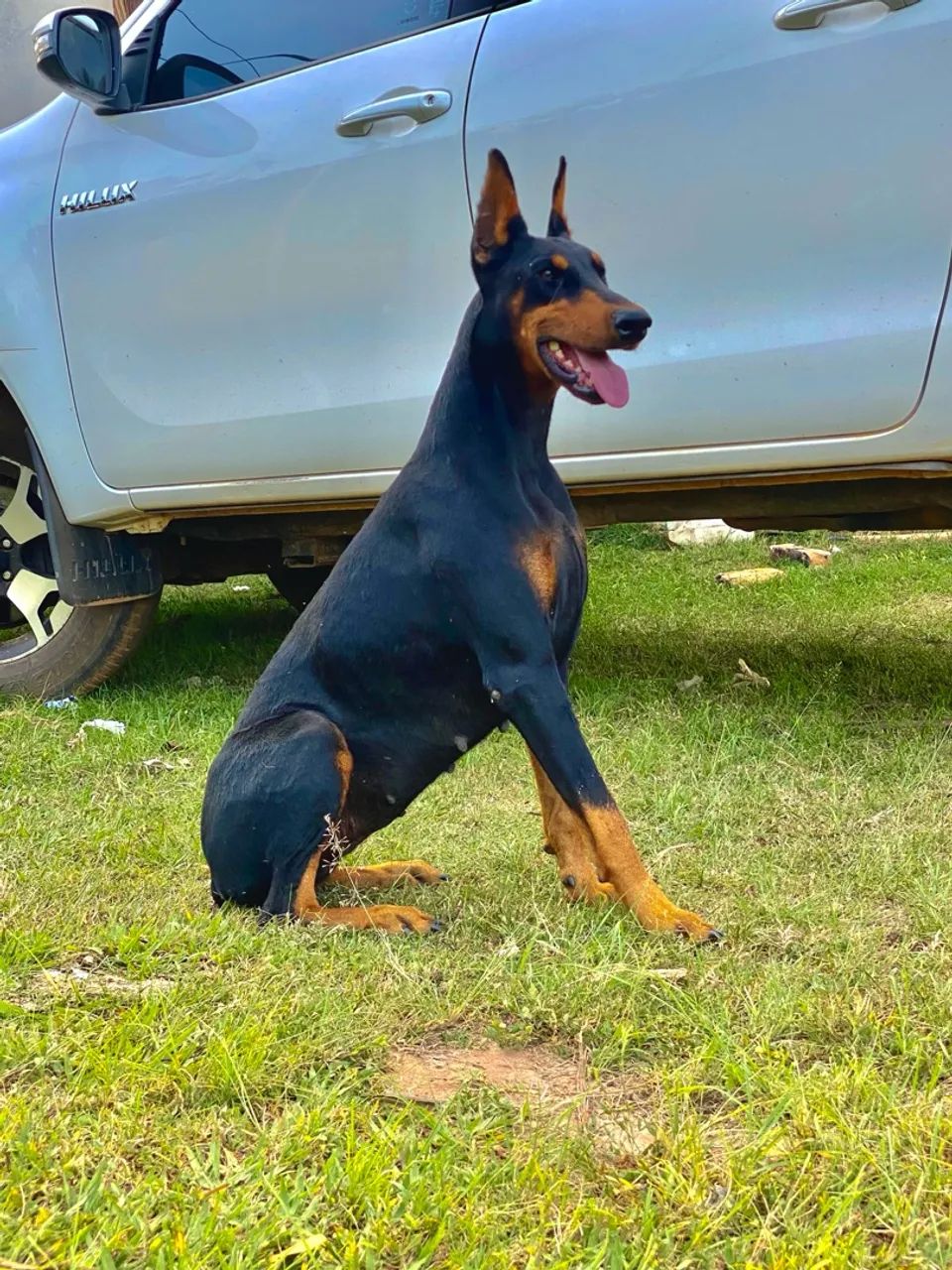 Filhote de doberman disponível