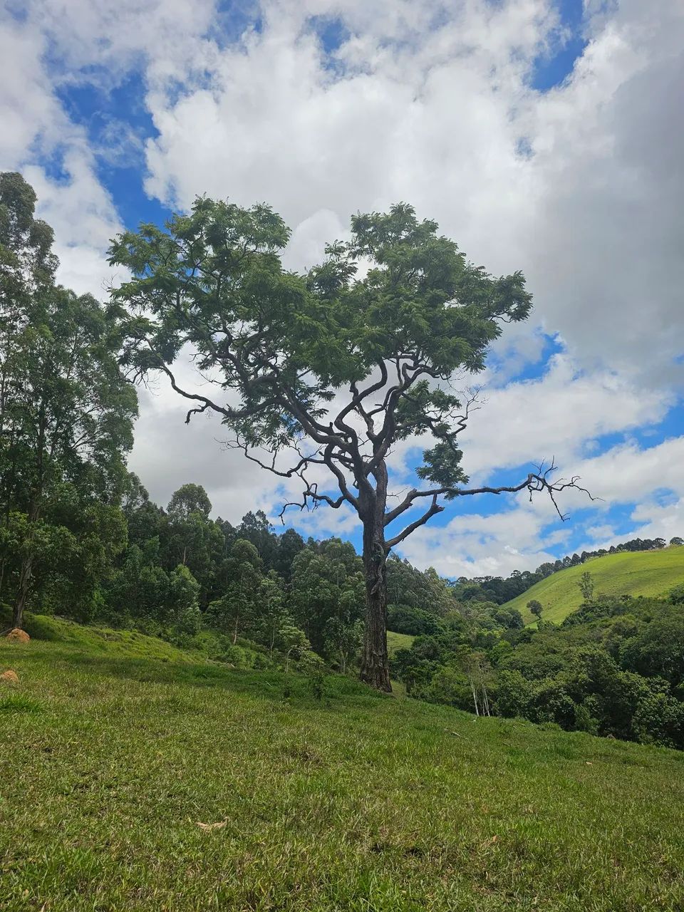 Foto - São Paulo - Sítio da Figueira