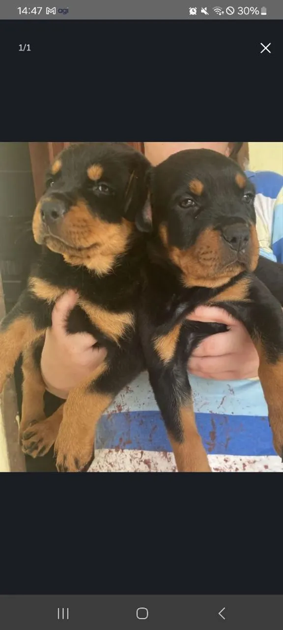 Filhotes de Rottweiler puros para adoção