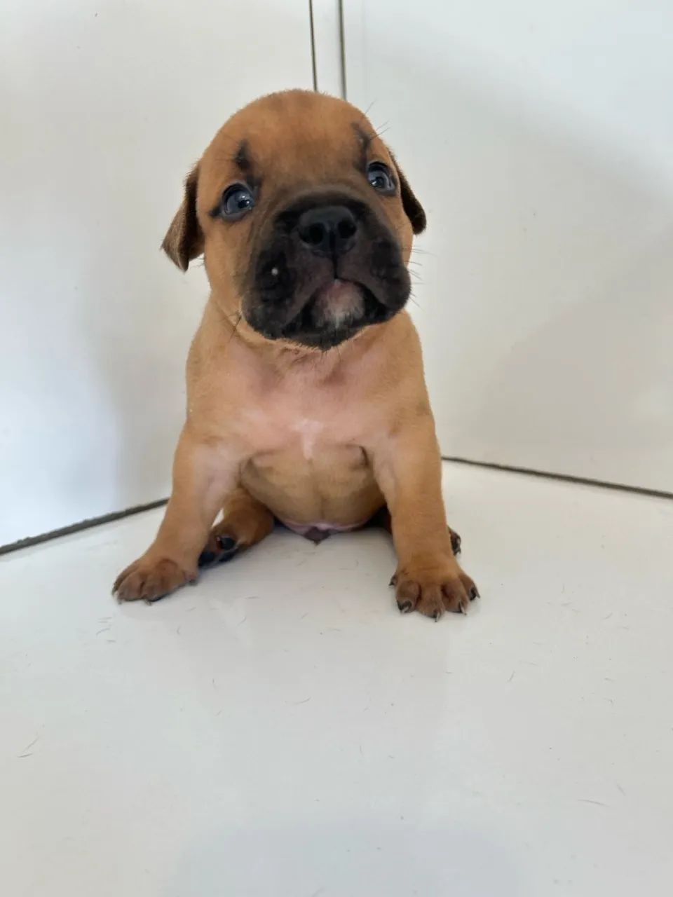 Filhotes de american bully - Foto 5