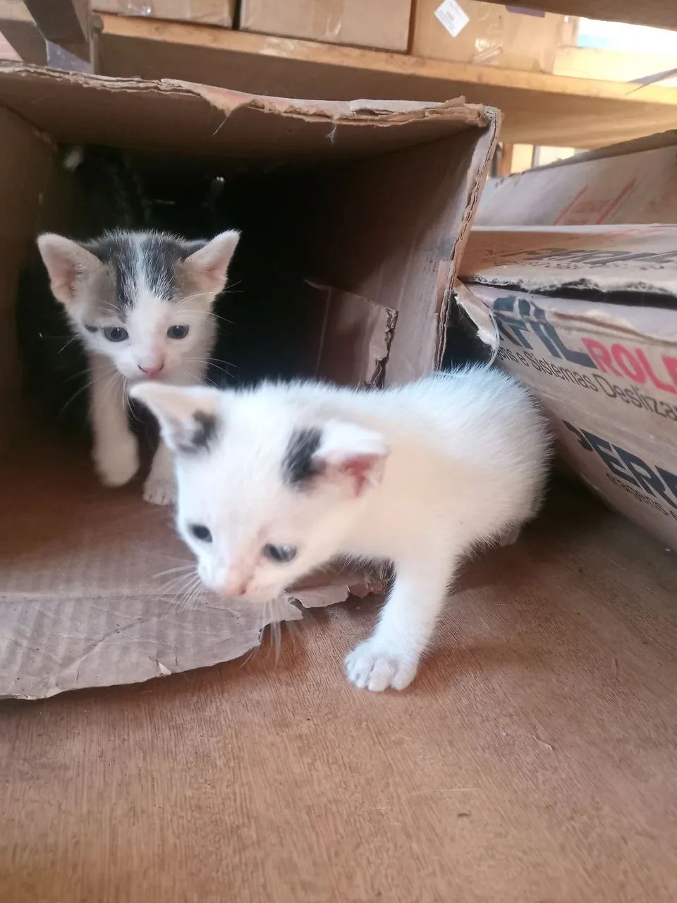 GATO PARA ADOÇÃO  - Foto 4