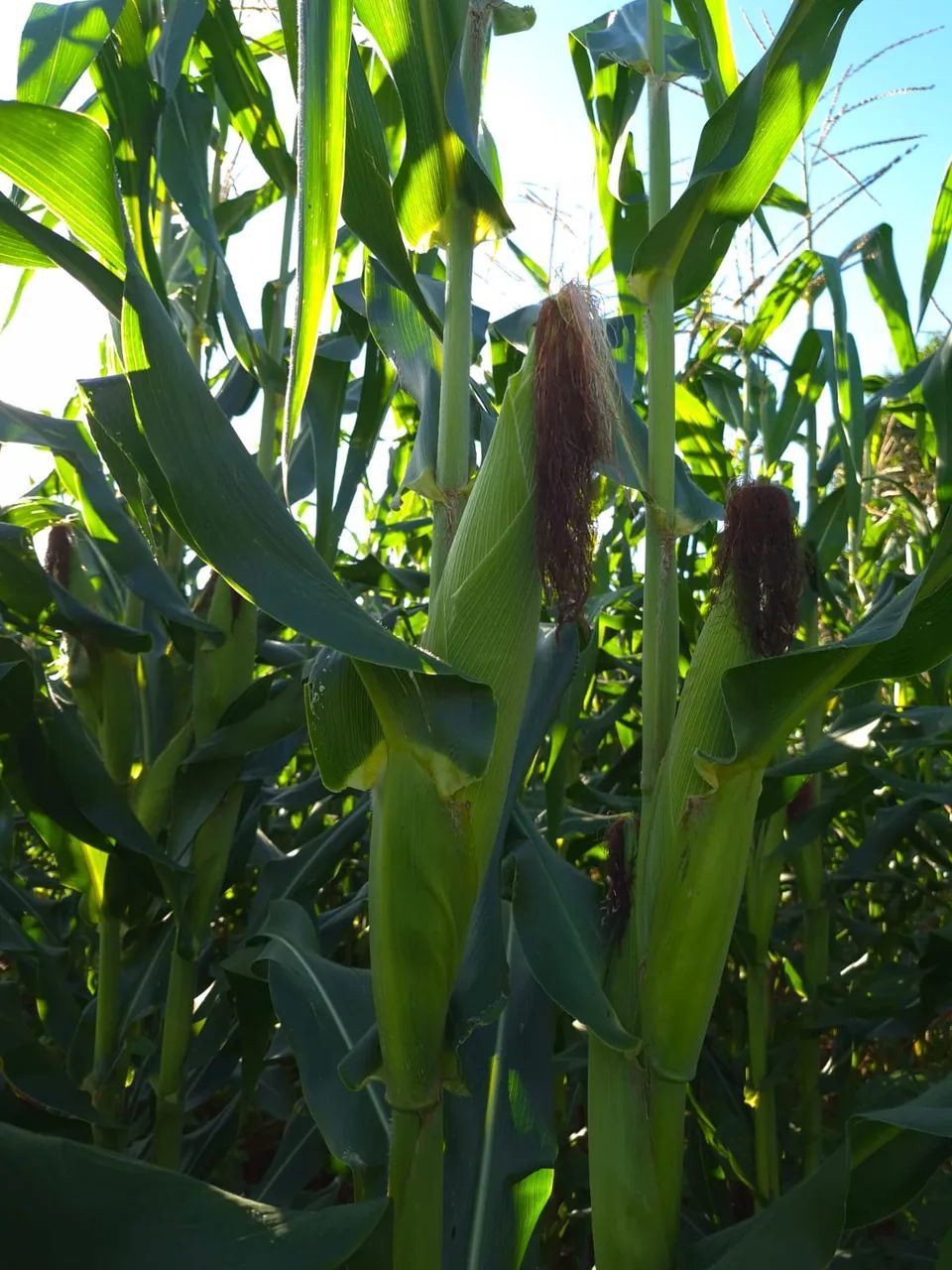 Excelente Chácara de 2.3 Hectares no Córrego do Atoleiro - Córrego nos Fundos - Foto 6