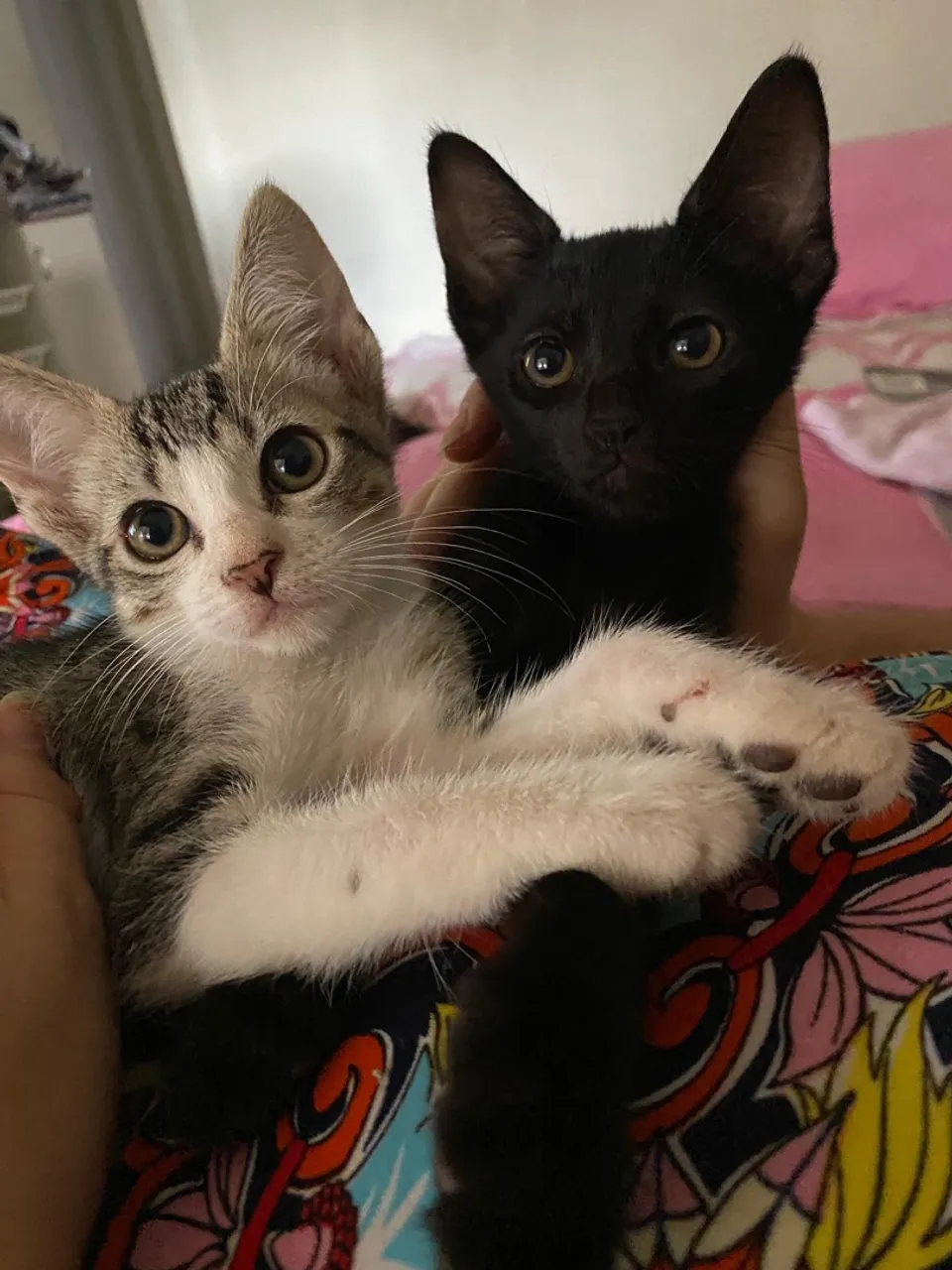 Gatinhos fofos e dóceis para adoção!