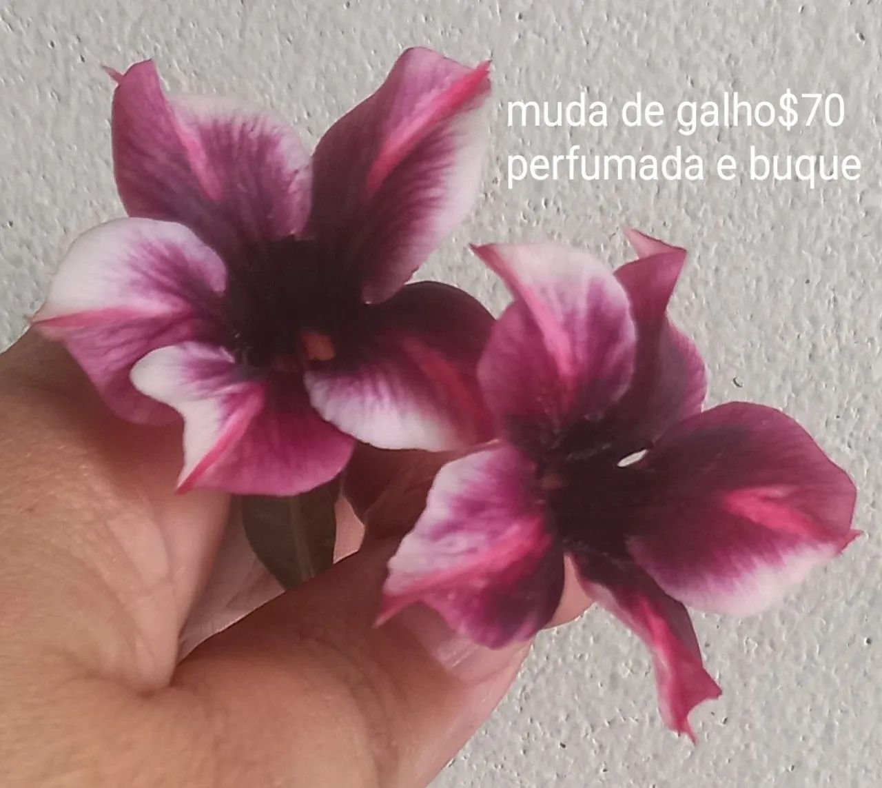 Rosa d d buque e perfumada(d galho)30 cm