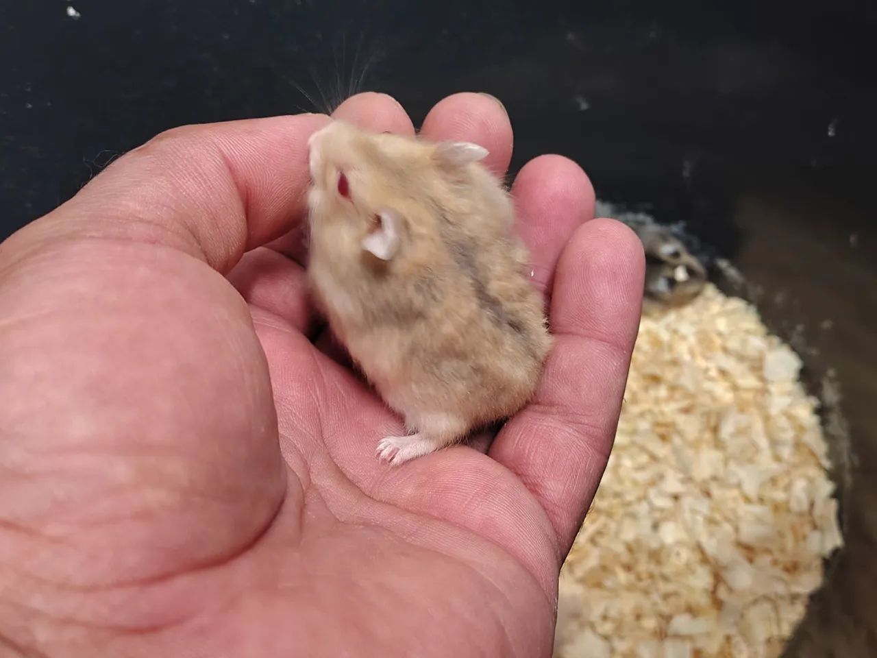 Filhotes de hamster Anão Russo (Chinês) - Foto 4