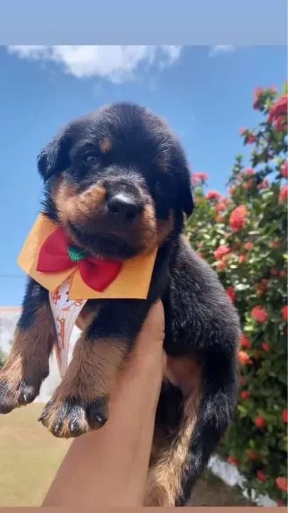 Rottweiler um pra cada coração 