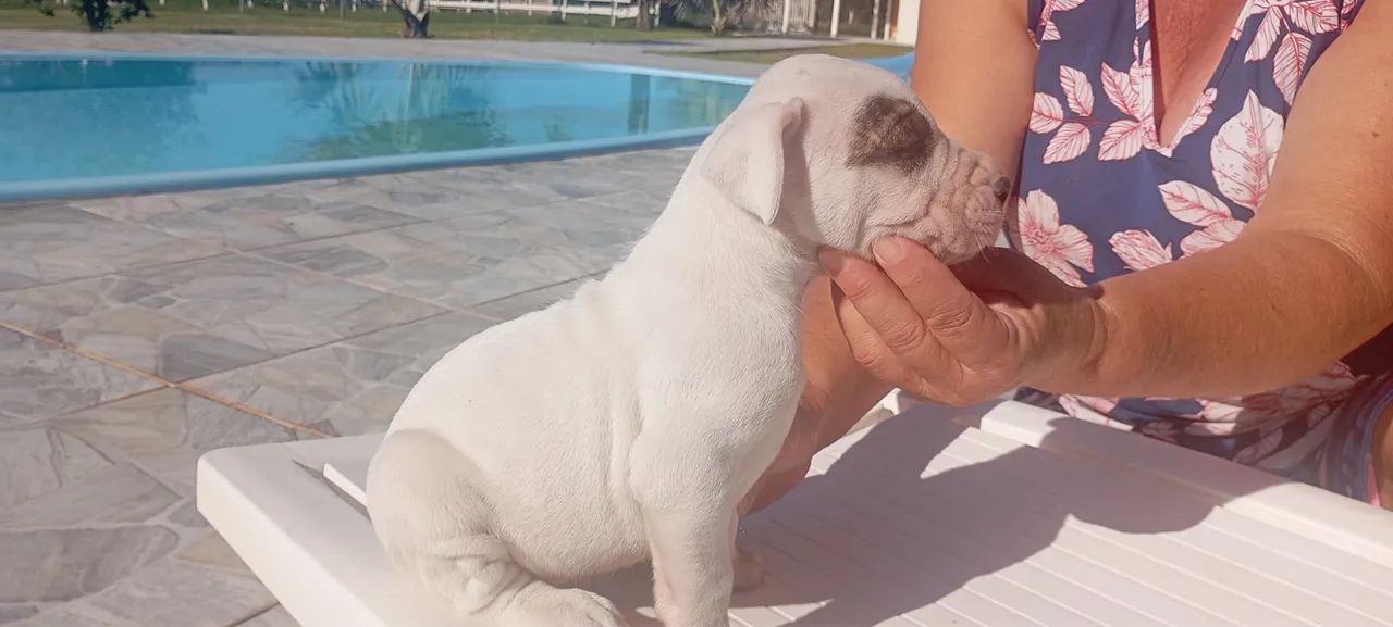 Machos de DOGO ARGENTINO - Foto 3