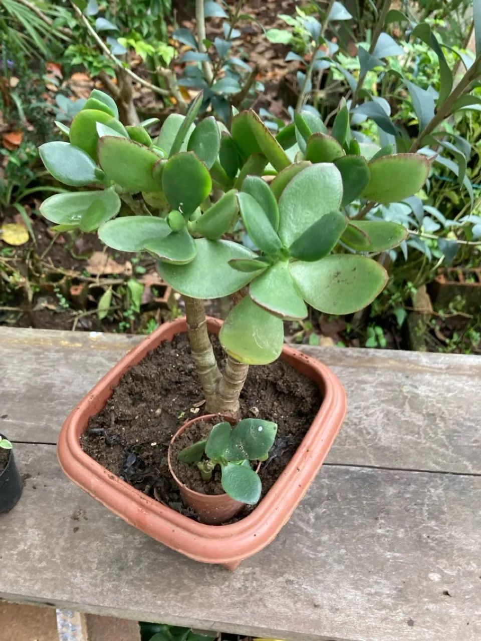 Jade no vaso ,presentei 