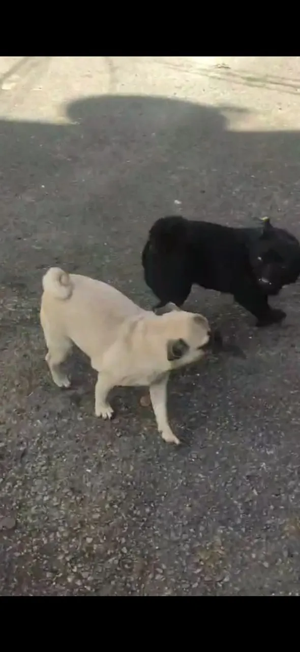 Filhotes de Pug