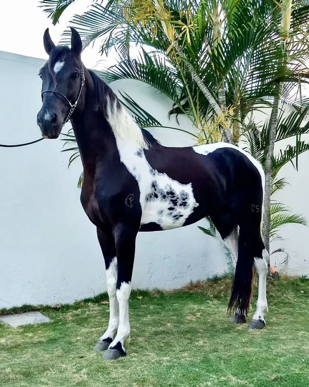Cavalo Pampa de Preto (Homozigoto)