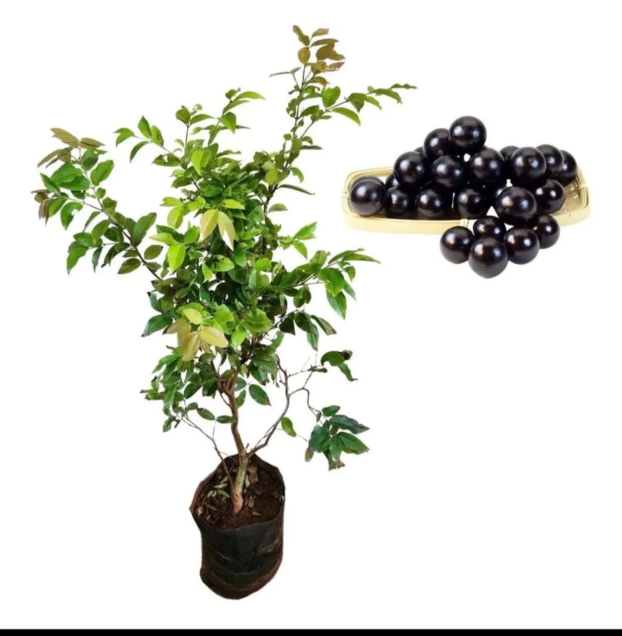 Mudas de jabuticabeira, amora gigante, pé de figo e coqueiro