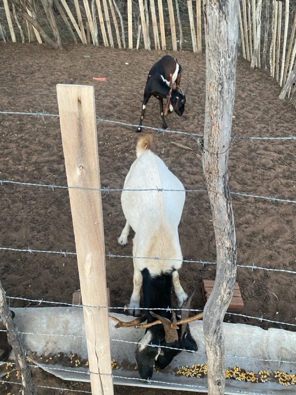 Bode e cabras