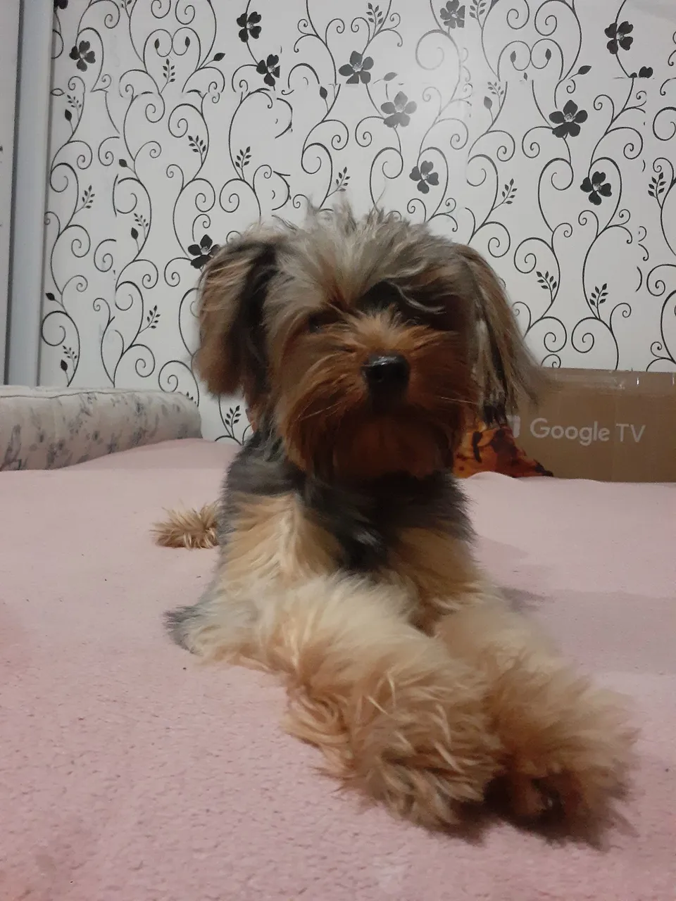 Yorkshire Terrier Filhote 
