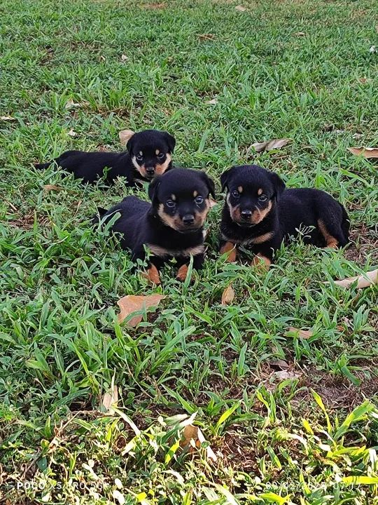 Filhote Rottweiler cabeça de touro - Foto 5
