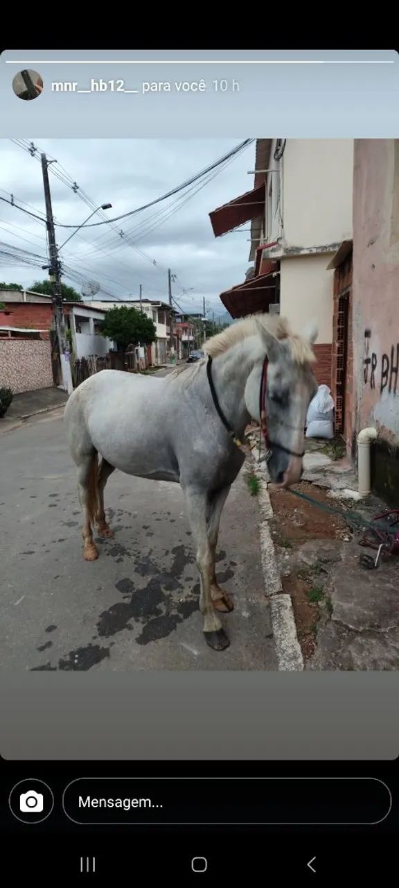 Cavalo Branco para Venda