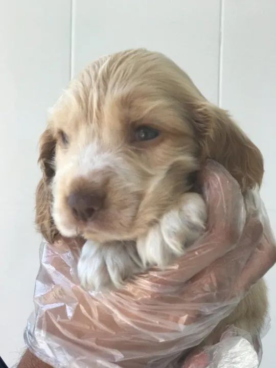 Cocker Spaniel ingles os mais saudaveis e legetimos pacotinhos de amor 
