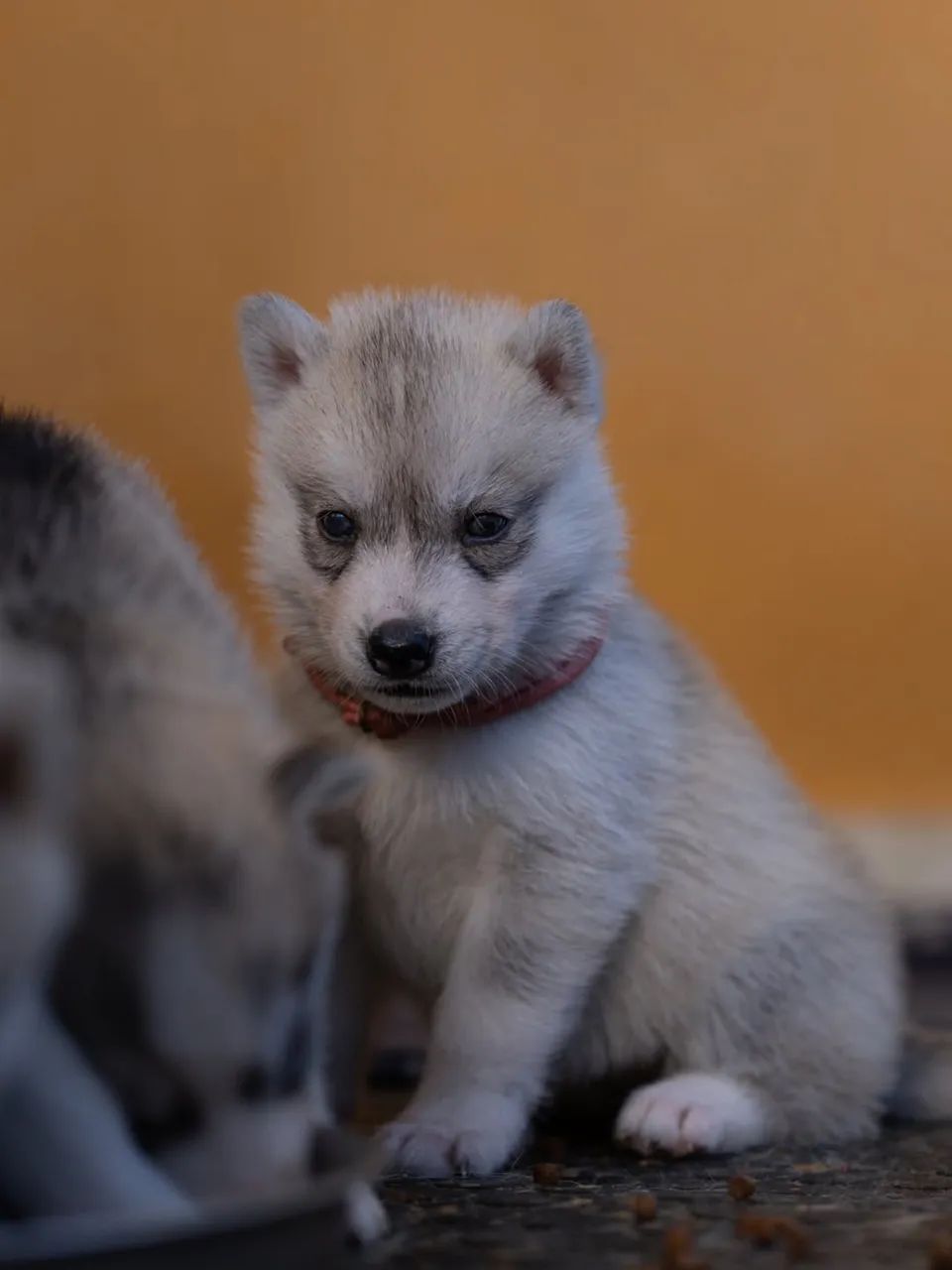 Huskies Siberianos, ideais para quem ama cães ativos.