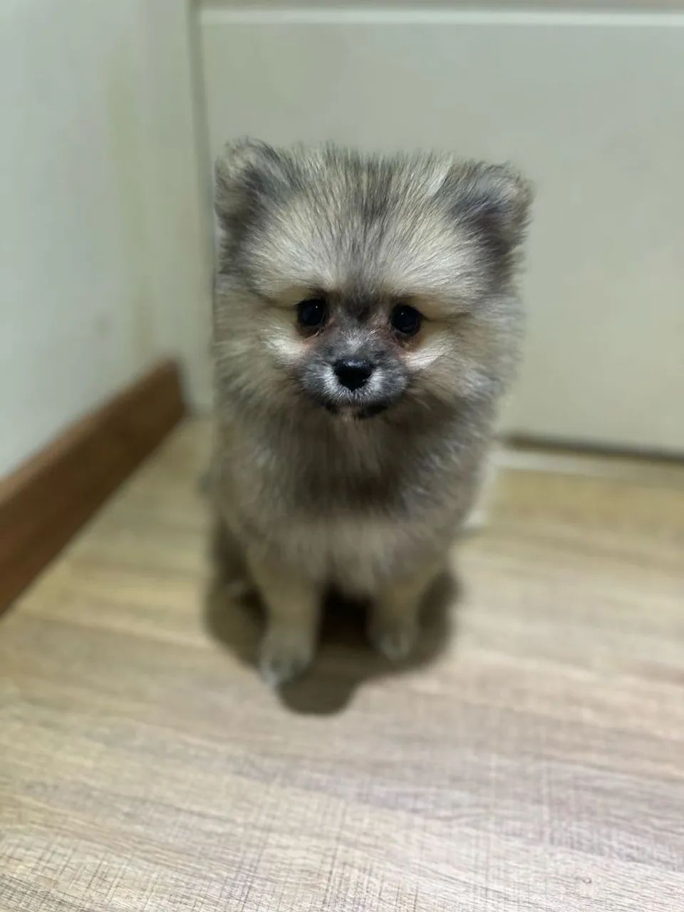 Filhote de Lulu da Pomerania - Foto 4