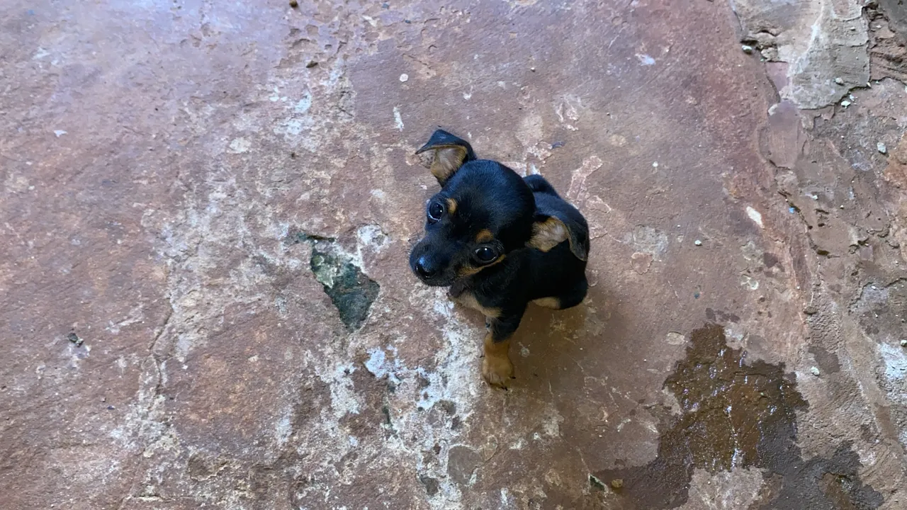 Filhote de Pinscher 0