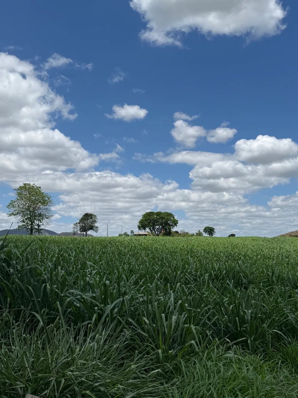 Fazenda no Naque/MG - 97 hectares 
