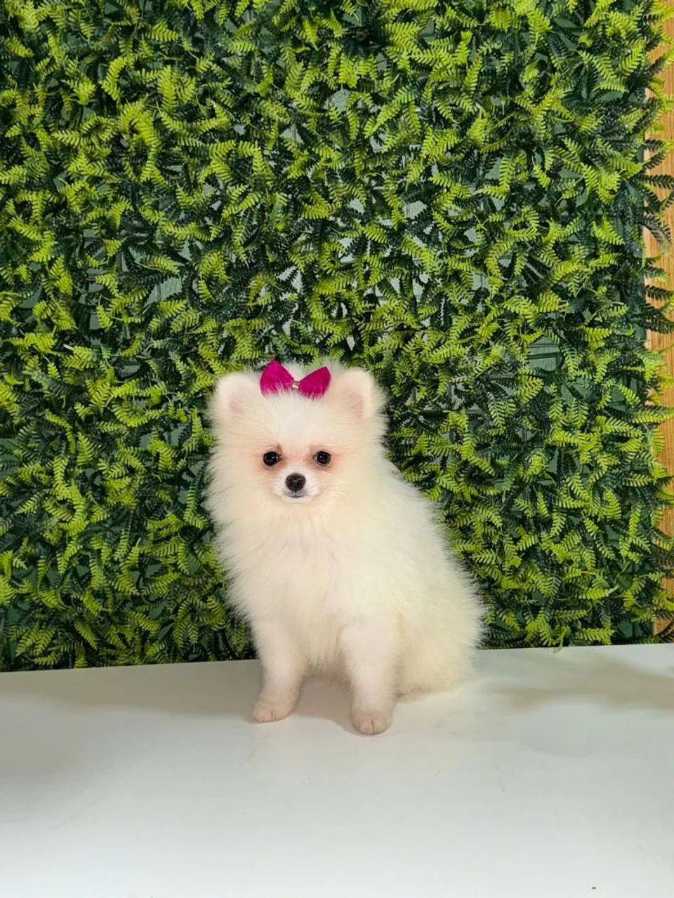 Filhote de Spitz Alemão
