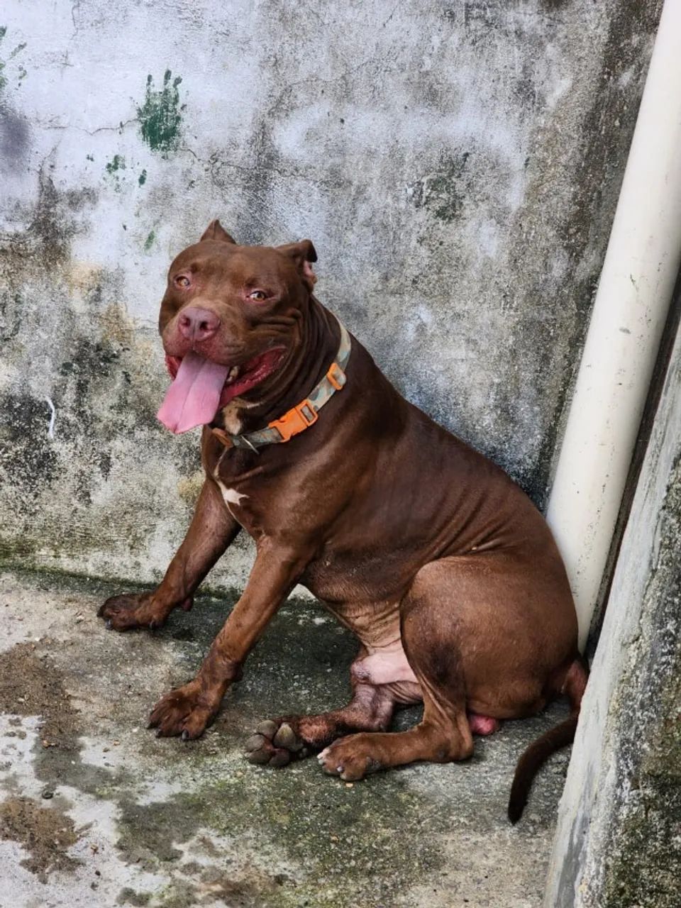 Adoção responsável - Pitbull macho - Foto 3