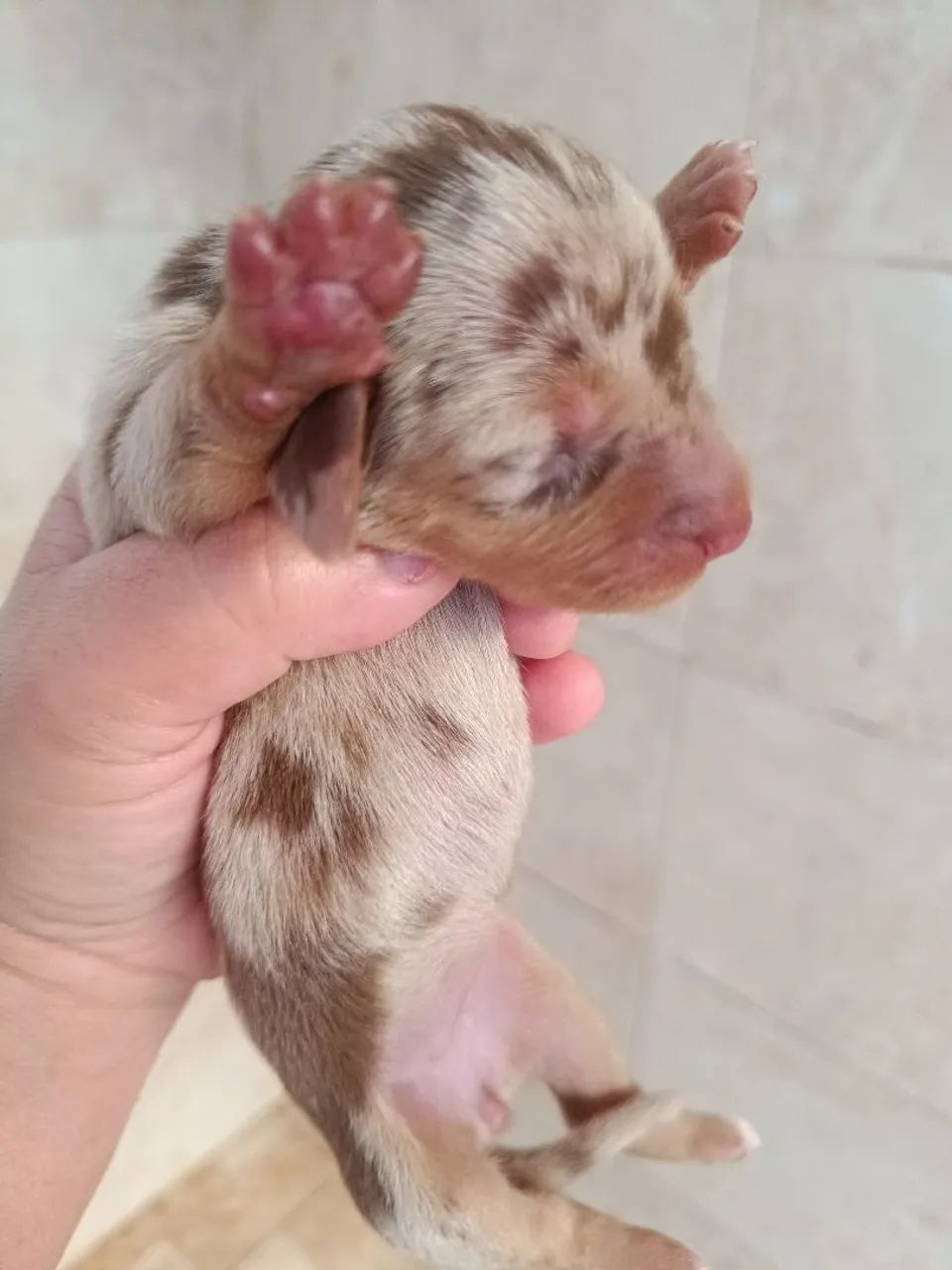 Venda de cachorro Basset  - Foto 2