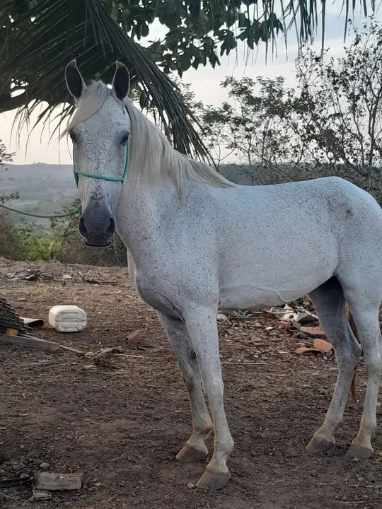 Vendo egua Mangalarga 