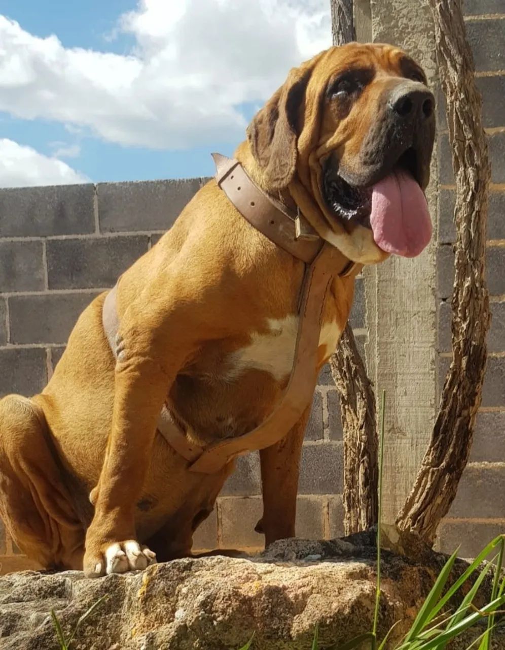 Fila Brasileiro - Filhotes de Alto Nível  - Foto 5