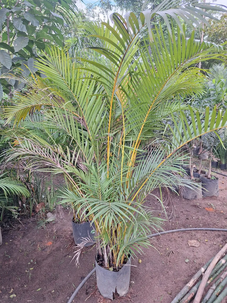 Palmeira areca bambu