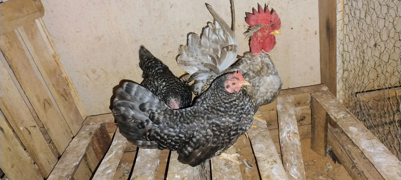 Casal Nagasaki Barrado (carijó)
