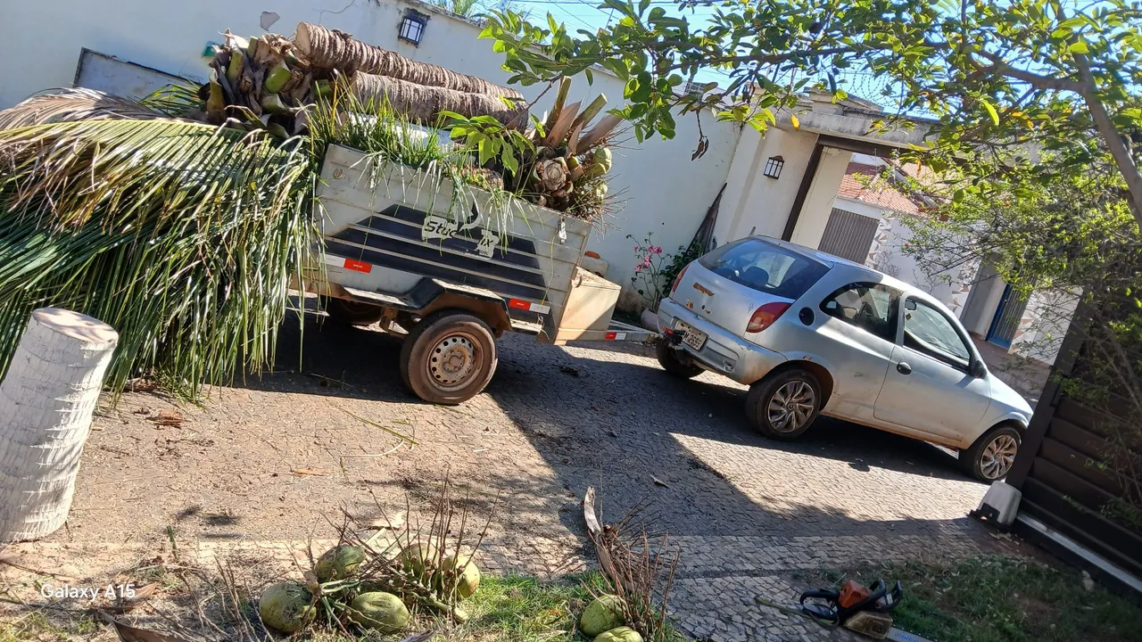 Podar de árvores e limpeza em geral 