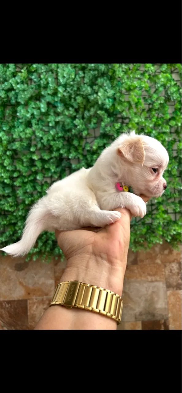 Cachorro Chihuahua Macho - Pelúcia Branca