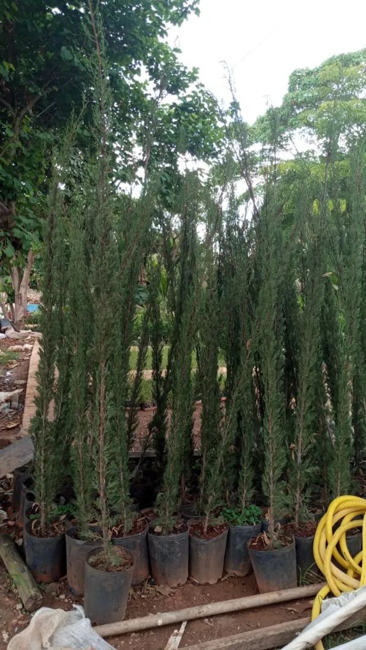 PALMEIRAS PARA ORNAMENTAÇÃO  - Foto 4