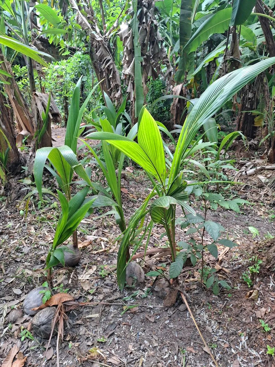 Muda de coqueiro coco gigante  - Foto 3
