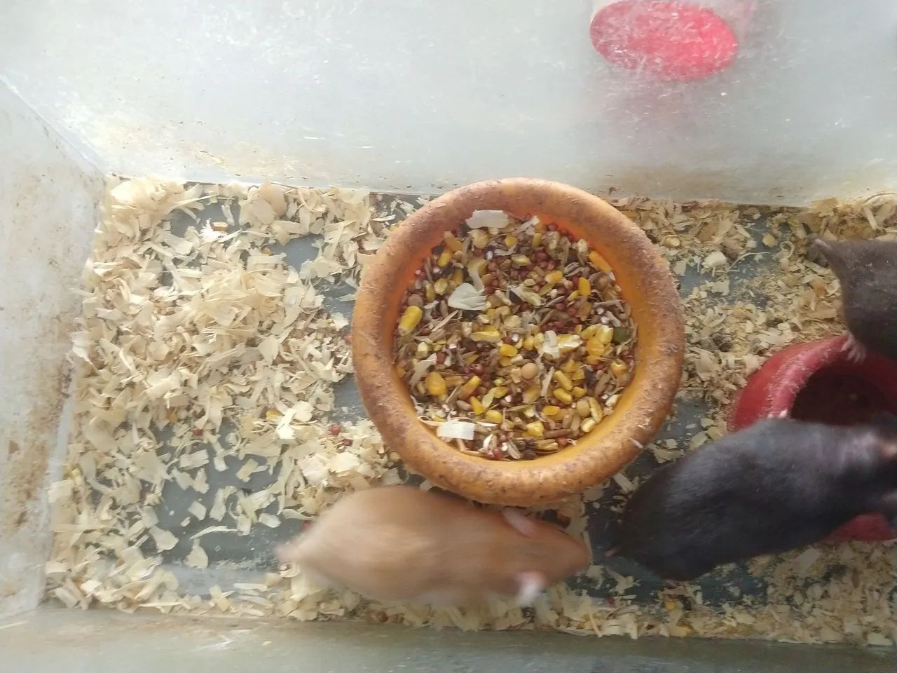 Hamster sirios  - Foto 3