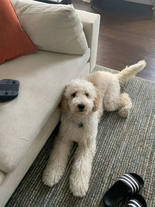 Poddle Gigante Adoráveis Filhotes na Cor Branco - Foto 3
