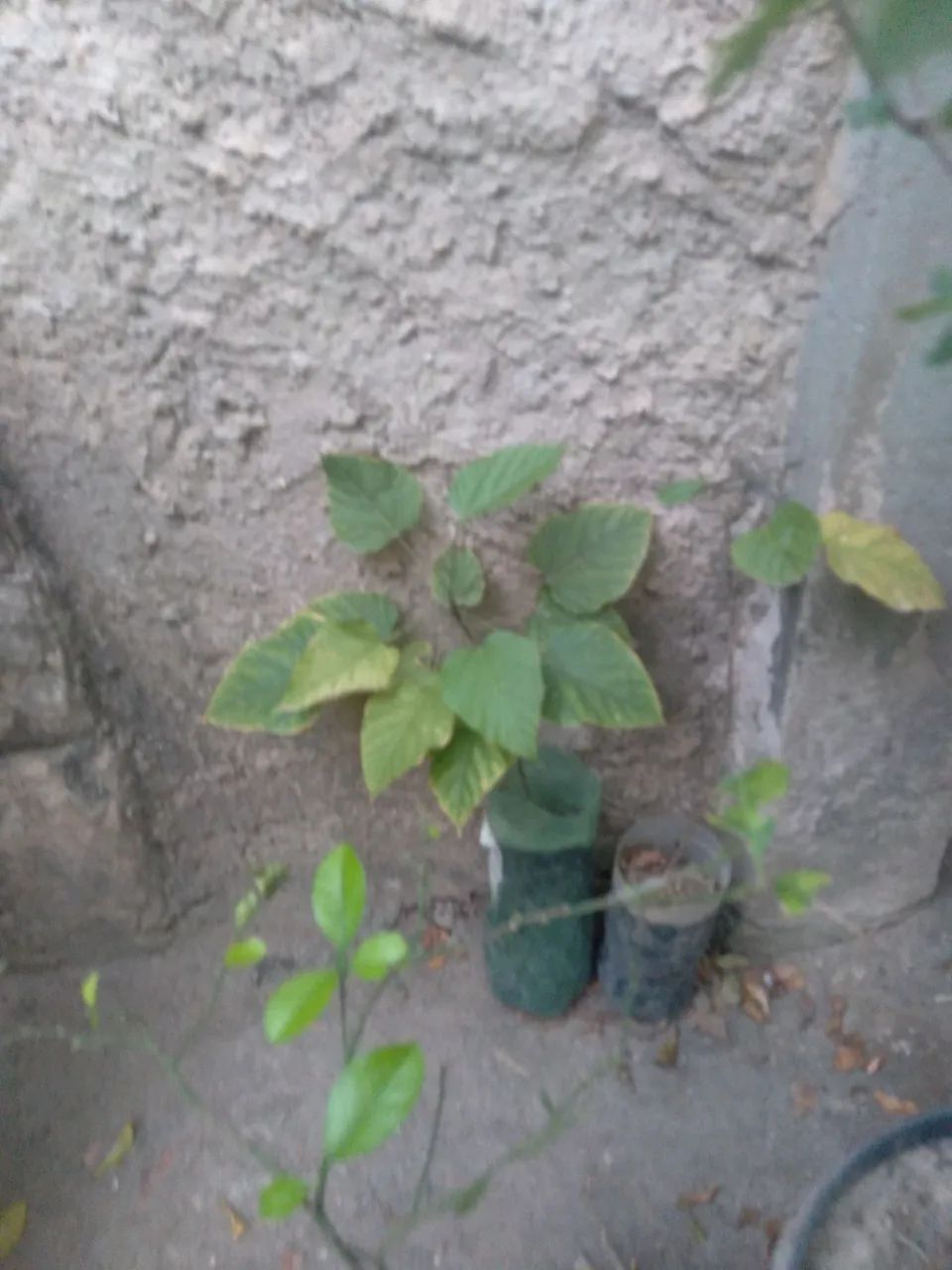 Mudas frutíferas 3 - Foto 3