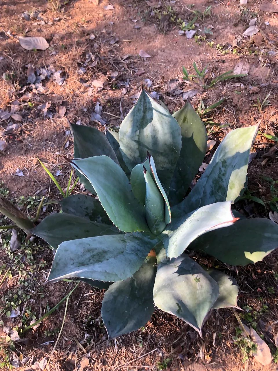 Mudas de Gávea Azul - Foto 3