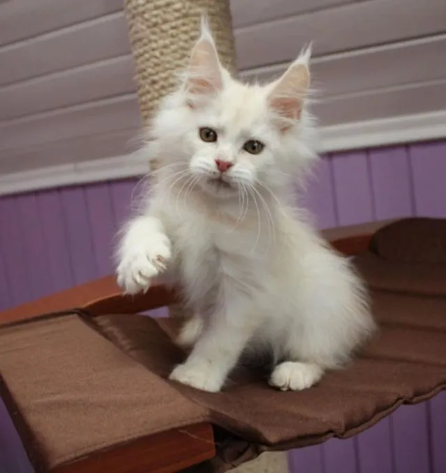 Maine Coon Filhotes Fofos na Cor Branco