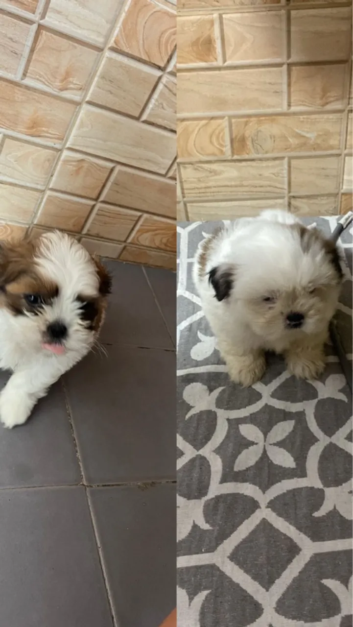 Vendo filhotes 2 meses de vida