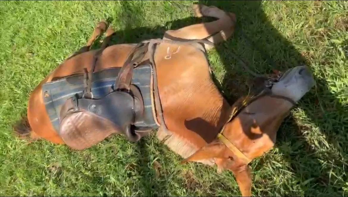 Mula de patrão  - Foto 6