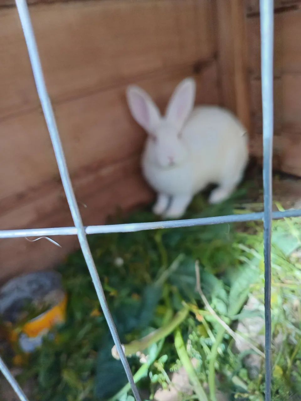 Coelho 64650777924099124