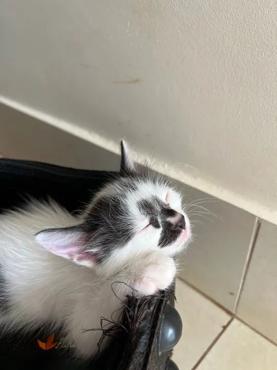 Gatinhos fofinhos para adoção - Foto 6