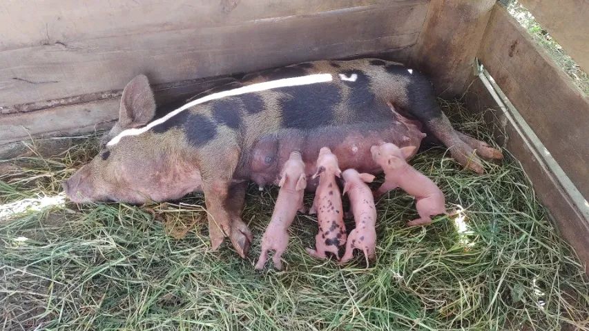 Vendo porca com 4 leitões 