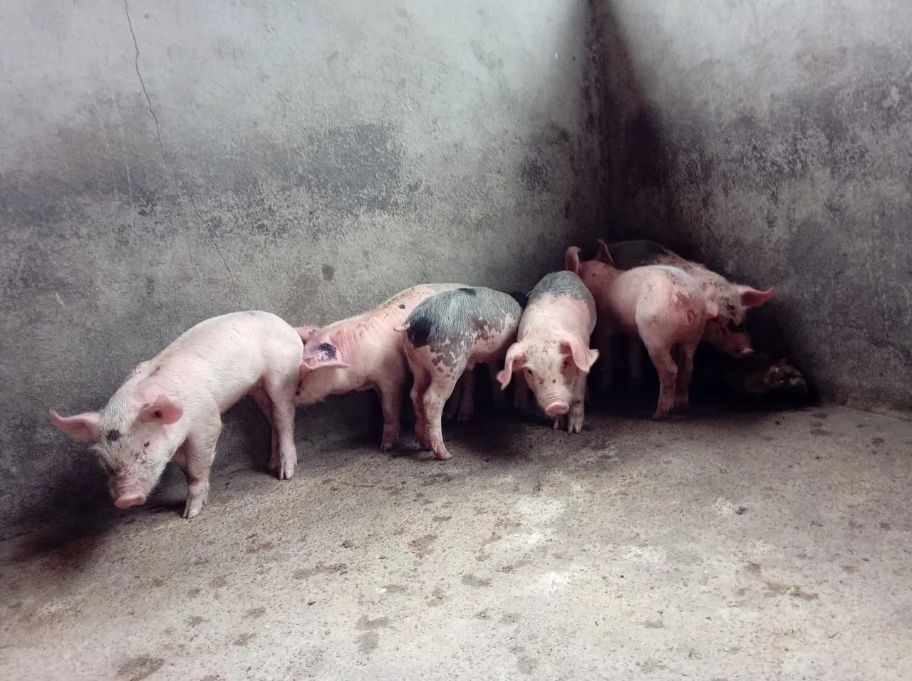 Porco Leitão bacurim suíno  - Foto 3