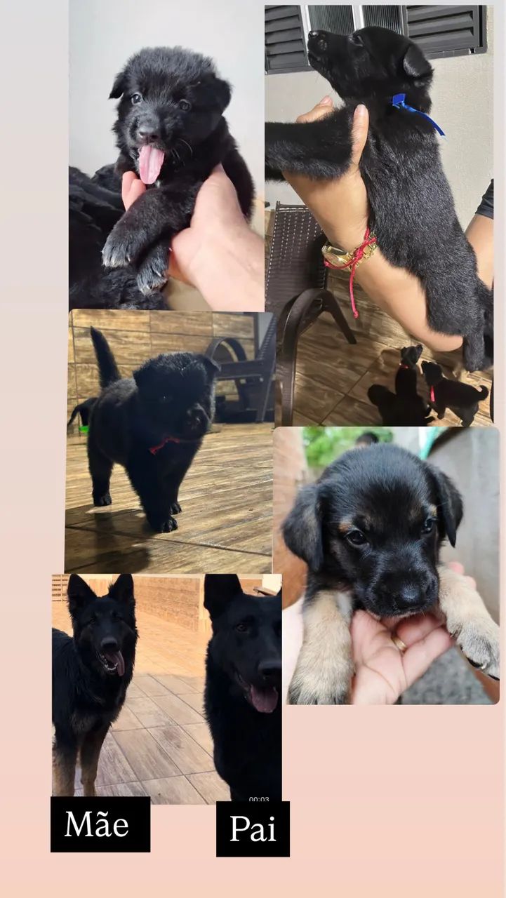 Filhote Pastor Alemão -200,00 p sair rápido  - Foto 3