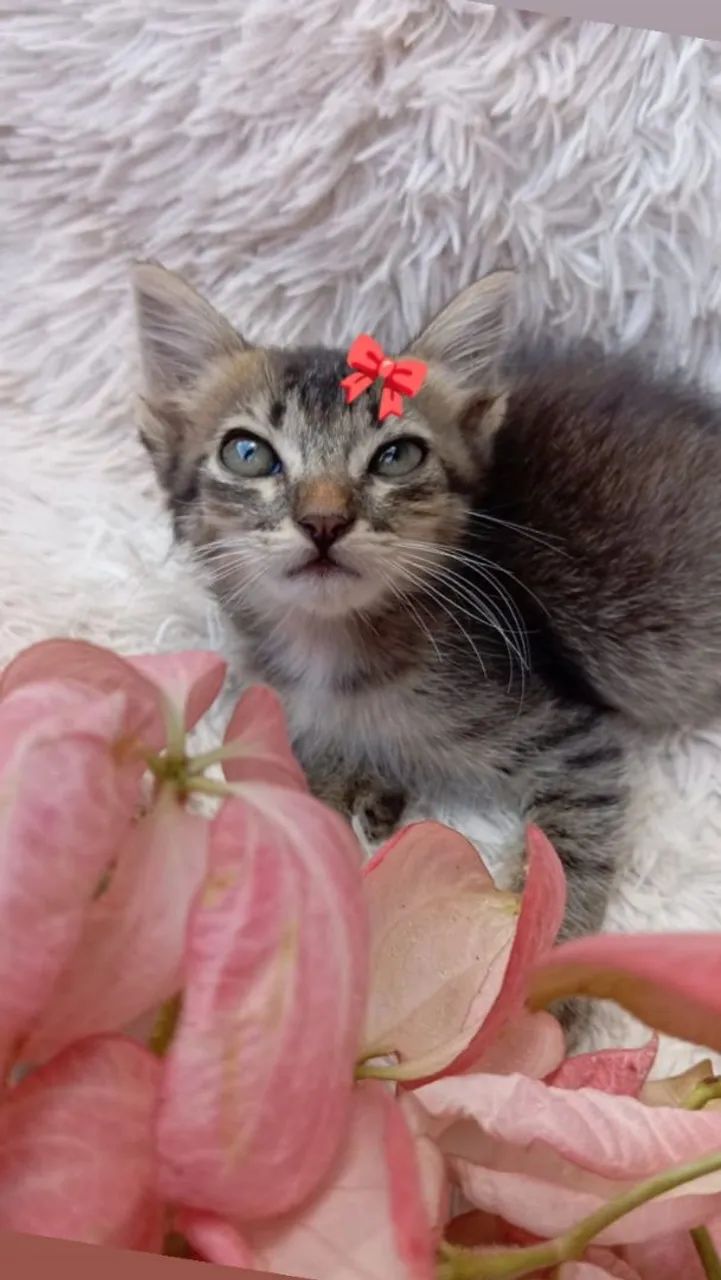 Adoção de Gatinha Tigrada 